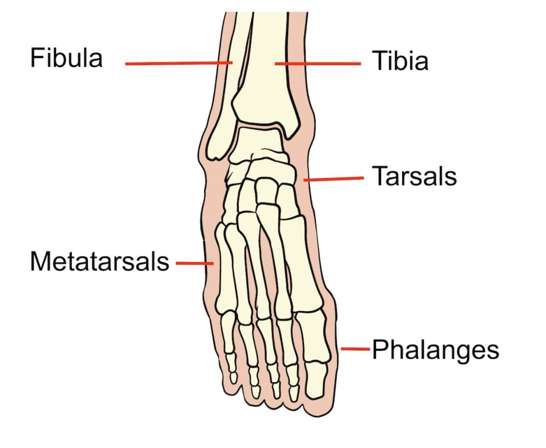 Foot problems > Glos Health & Care NHS Foundation Trust